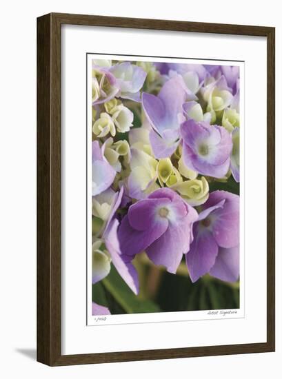 Pink Hydrangea 1-Stacy Bass-Framed Giclee Print