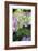 Pink Hydrangea 2-Stacy Bass-Framed Giclee Print