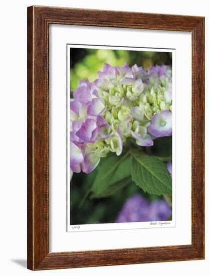 Pink Hydrangea 2-Stacy Bass-Framed Giclee Print