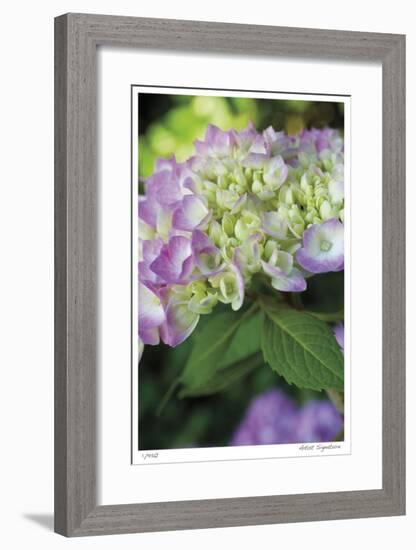 Pink Hydrangea 2-Stacy Bass-Framed Giclee Print