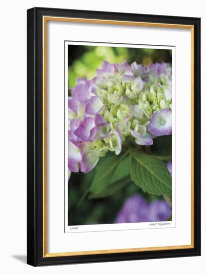 Pink Hydrangea 2-Stacy Bass-Framed Giclee Print