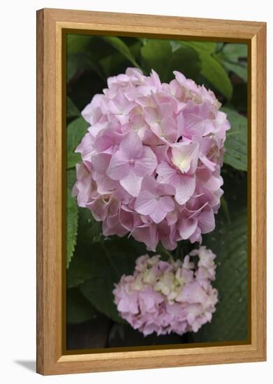 Pink Hydrangea Bloom-Anna Miller-Framed Premier Image Canvas