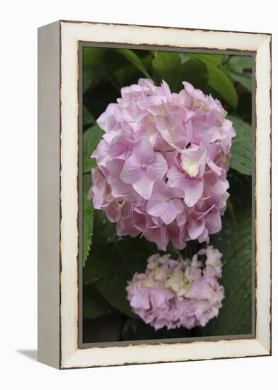 Pink Hydrangea Bloom-Anna Miller-Framed Premier Image Canvas