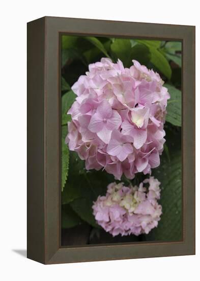 Pink Hydrangea Bloom-Anna Miller-Framed Premier Image Canvas