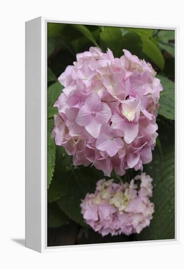 Pink Hydrangea Bloom-Anna Miller-Framed Premier Image Canvas