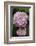 Pink Hydrangea Bloom-Anna Miller-Framed Photographic Print