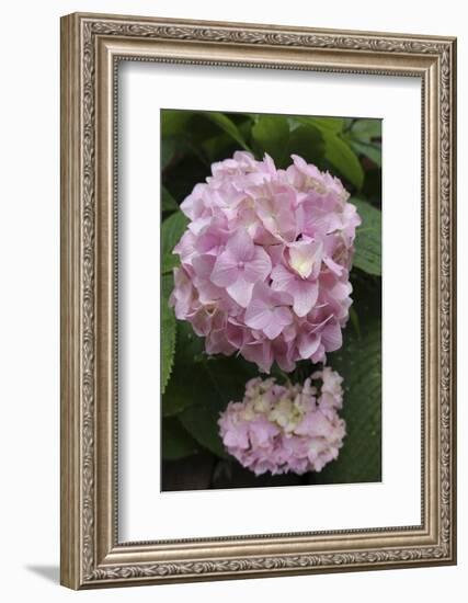 Pink Hydrangea Bloom-Anna Miller-Framed Photographic Print