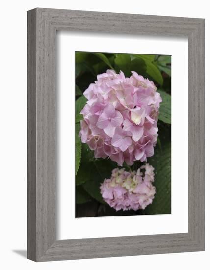 Pink Hydrangea Bloom-Anna Miller-Framed Photographic Print