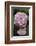 Pink Hydrangea Bloom-Anna Miller-Framed Photographic Print