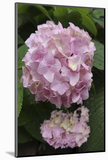 Pink Hydrangea Bloom-Anna Miller-Mounted Photographic Print