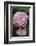 Pink Hydrangea Bloom-Anna Miller-Framed Photographic Print