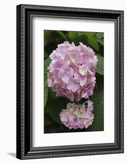 Pink Hydrangea Bloom-Anna Miller-Framed Photographic Print