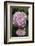 Pink Hydrangea Bloom-Anna Miller-Framed Photographic Print