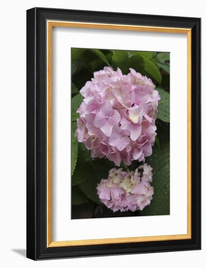 Pink Hydrangea Bloom-Anna Miller-Framed Photographic Print