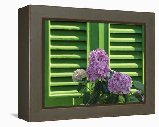 Pink Hydrangea Flowers in Front of Green Shutters of the Villa Durazzo, Liguria, Italy-Ruth Tomlinson-Framed Premier Image Canvas