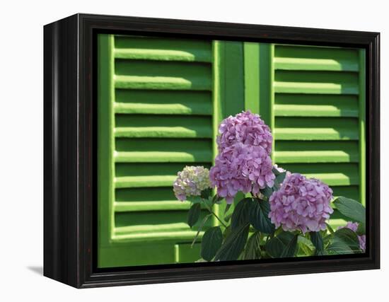 Pink Hydrangea Flowers in Front of Green Shutters of the Villa Durazzo, Liguria, Italy-Ruth Tomlinson-Framed Premier Image Canvas