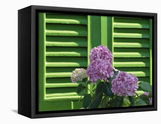 Pink Hydrangea Flowers in Front of Green Shutters of the Villa Durazzo, Liguria, Italy-Ruth Tomlinson-Framed Premier Image Canvas