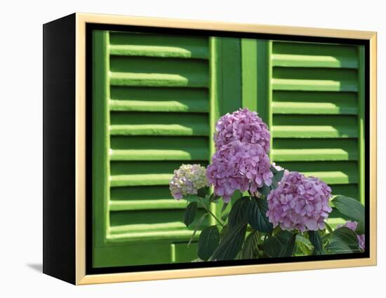 Pink Hydrangea Flowers in Front of Green Shutters of the Villa Durazzo, Liguria, Italy-Ruth Tomlinson-Framed Premier Image Canvas