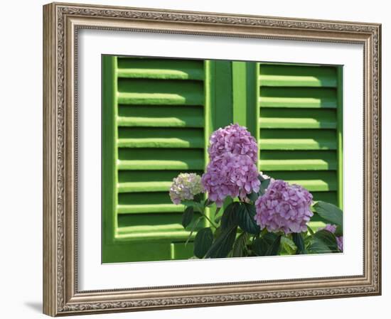 Pink Hydrangea Flowers in Front of Green Shutters of the Villa Durazzo, Liguria, Italy-Ruth Tomlinson-Framed Photographic Print