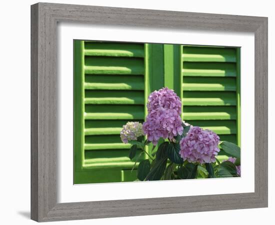 Pink Hydrangea Flowers in Front of Green Shutters of the Villa Durazzo, Liguria, Italy-Ruth Tomlinson-Framed Photographic Print