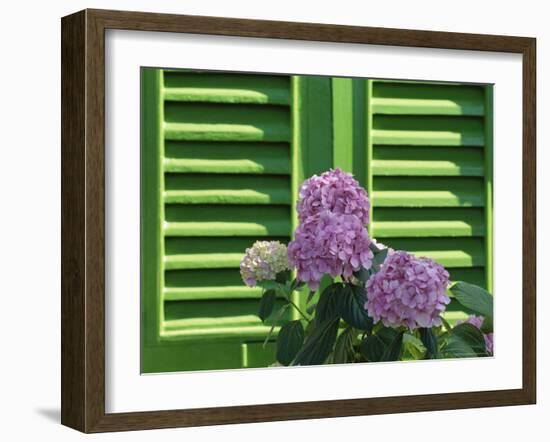 Pink Hydrangea Flowers in Front of Green Shutters of the Villa Durazzo, Liguria, Italy-Ruth Tomlinson-Framed Photographic Print