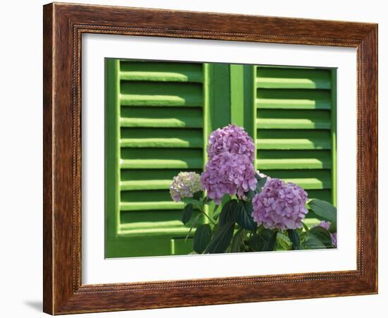 Pink Hydrangea Flowers in Front of Green Shutters of the Villa Durazzo, Liguria, Italy-Ruth Tomlinson-Framed Photographic Print