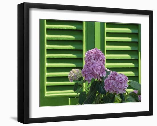 Pink Hydrangea Flowers in Front of Green Shutters of the Villa Durazzo, Liguria, Italy-Ruth Tomlinson-Framed Photographic Print