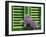 Pink Hydrangea Flowers in Front of Green Shutters of the Villa Durazzo, Liguria, Italy-Ruth Tomlinson-Framed Photographic Print