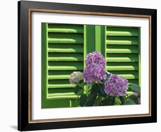 Pink Hydrangea Flowers in Front of Green Shutters of the Villa Durazzo, Liguria, Italy-Ruth Tomlinson-Framed Photographic Print