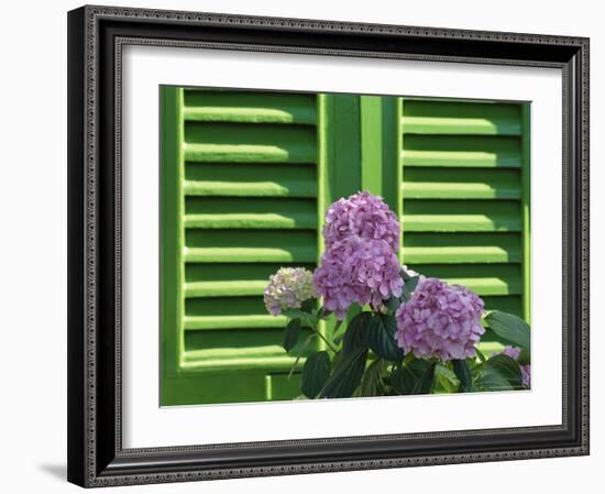 Pink Hydrangea Flowers in Front of Green Shutters of the Villa Durazzo, Liguria, Italy-Ruth Tomlinson-Framed Photographic Print