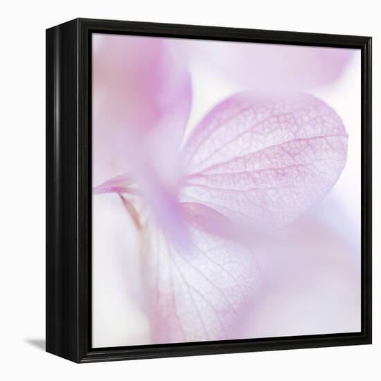 Pink Hydrangea I-Kathy Mahan-Framed Premier Image Canvas