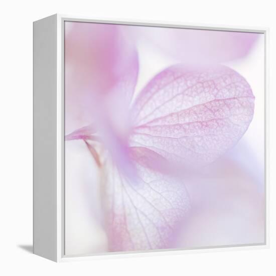 Pink Hydrangea I-Kathy Mahan-Framed Premier Image Canvas