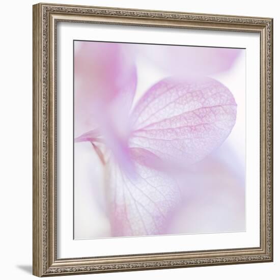 Pink Hydrangea I-Kathy Mahan-Framed Photographic Print