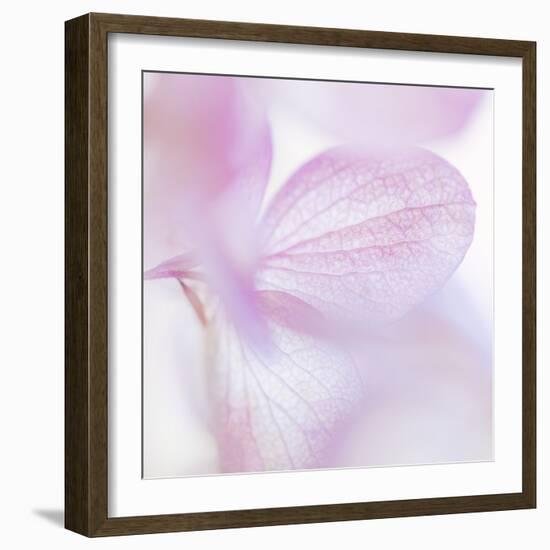 Pink Hydrangea I-Kathy Mahan-Framed Photographic Print