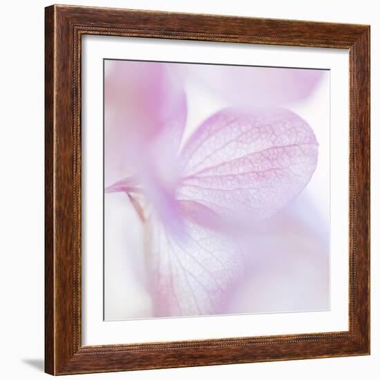 Pink Hydrangea I-Kathy Mahan-Framed Photographic Print