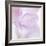 Pink Hydrangea I-Kathy Mahan-Framed Photographic Print