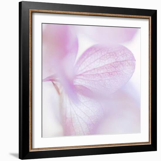 Pink Hydrangea I-Kathy Mahan-Framed Photographic Print