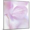 Pink Hydrangea I-Kathy Mahan-Mounted Photographic Print