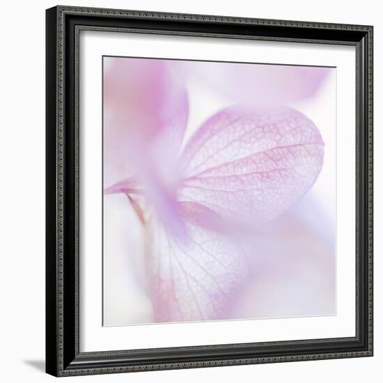 Pink Hydrangea I-Kathy Mahan-Framed Photographic Print