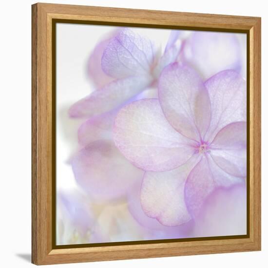 Pink Hydrangea II-Kathy Mahan-Framed Premier Image Canvas