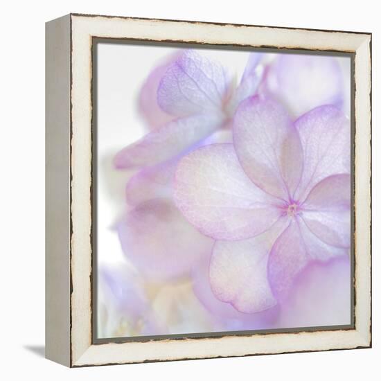 Pink Hydrangea II-Kathy Mahan-Framed Premier Image Canvas