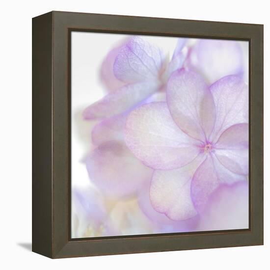 Pink Hydrangea II-Kathy Mahan-Framed Premier Image Canvas