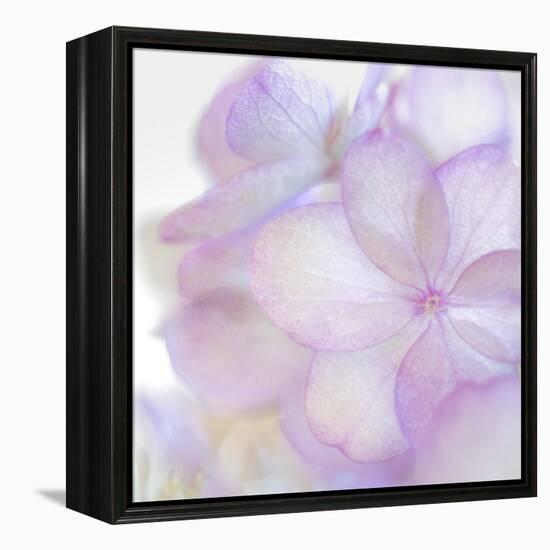 Pink Hydrangea II-Kathy Mahan-Framed Premier Image Canvas