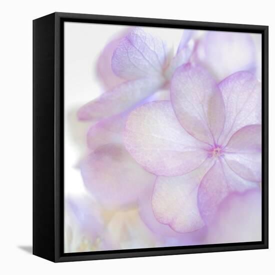 Pink Hydrangea II-Kathy Mahan-Framed Premier Image Canvas