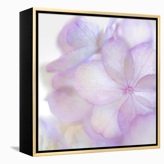 Pink Hydrangea II-Kathy Mahan-Framed Premier Image Canvas