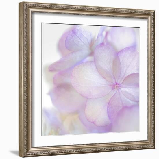 Pink Hydrangea II-Kathy Mahan-Framed Photographic Print