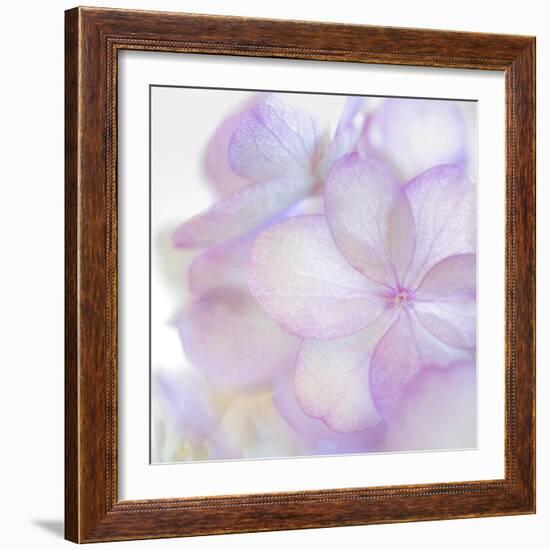 Pink Hydrangea II-Kathy Mahan-Framed Photographic Print