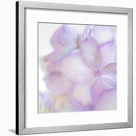 Pink Hydrangea II-Kathy Mahan-Framed Photographic Print