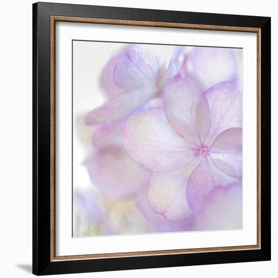 Pink Hydrangea II-Kathy Mahan-Framed Photographic Print