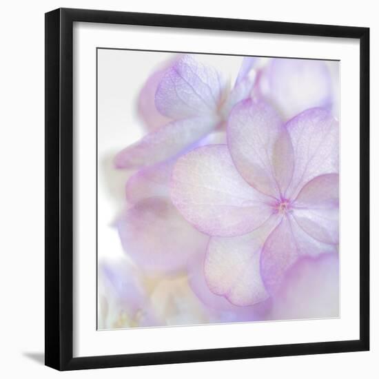 Pink Hydrangea II-Kathy Mahan-Framed Photographic Print